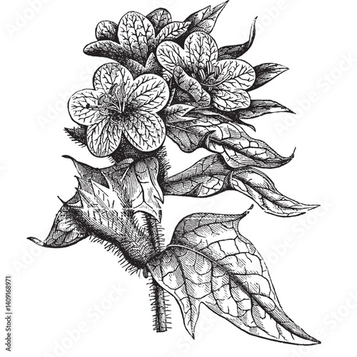 Henbane or Hyoscyamus Niger Vintage Engraving