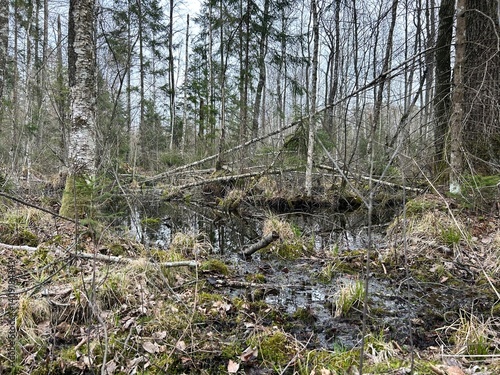 forest, forest thickets, flooded forest area, water in the forest, forest swamp
