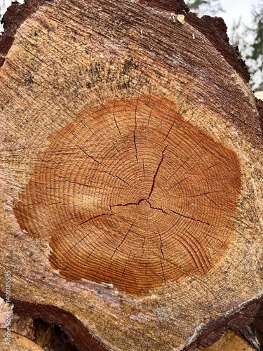logging, spring logging, logs, spruce logs, forest felling, tree cutting, tree felling
