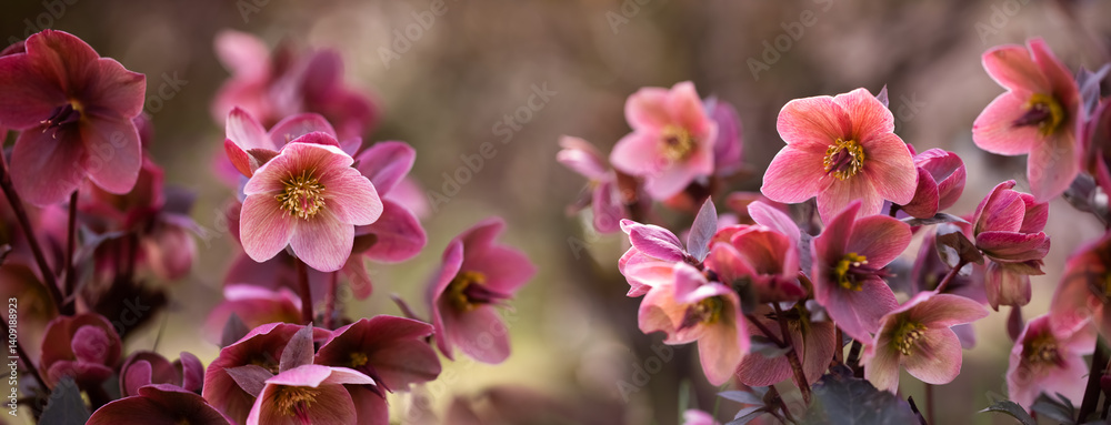 Helleborus, pink hellebore