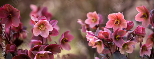 Obraz na płótnie Helleborus, pink hellebore w salonie