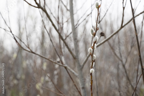 Cuadro en lienzo Blooming Willows Branch with Fluffy Buds in Early Spring.