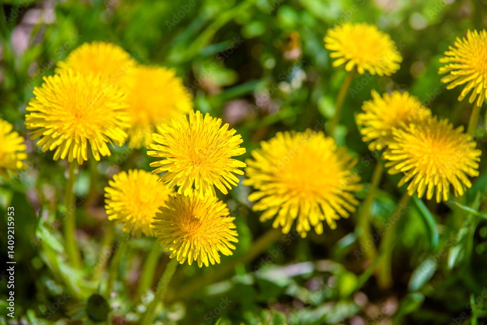 Yellow dandelions blooming on grass background Yellow dandelions blooming on grass background