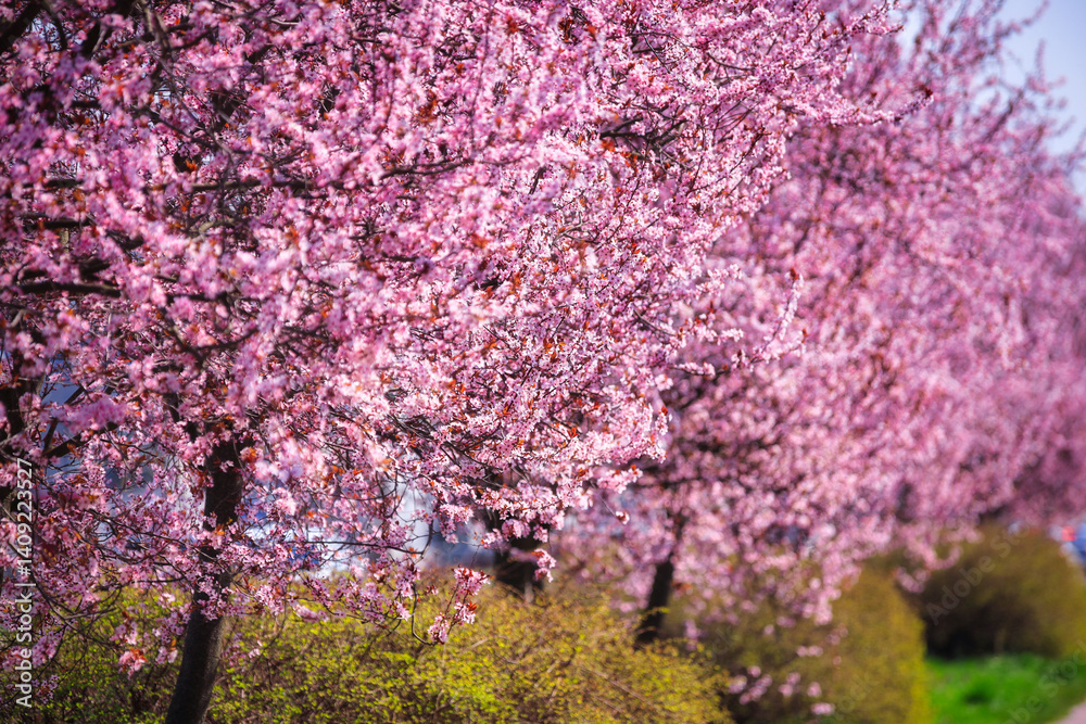 Spring alley of blossom pink cherry trees in Poland