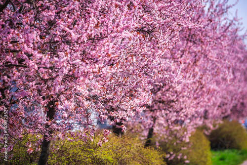 Obraz na płótnie Spring alley of blossom pink cherry trees in Poland w salonie