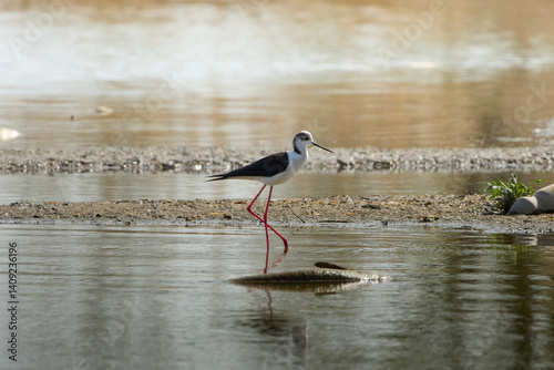 stilts are playing on the lake