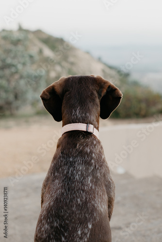 View of a brown dog from the back sitting looking out at nature