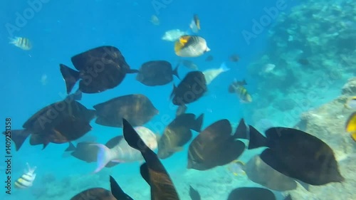 Underwater view of vibrant tropical fish of various shapes and colors swimming around a coral reef in clear blue ocean water