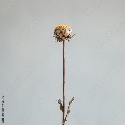 dried flower isolated