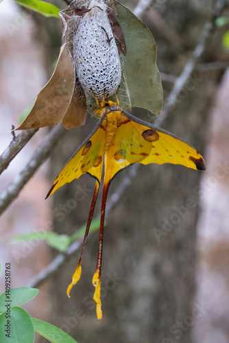 Madagascan moon moth or comet moth