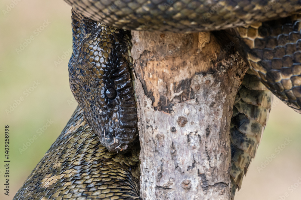 Fototapeta premium Snake wrapped around a tree