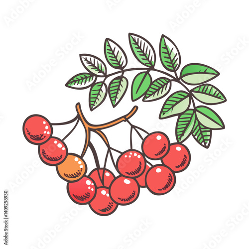 Vibrant Illustration of Rowan Berries on a Branch with Lush Green Leaves