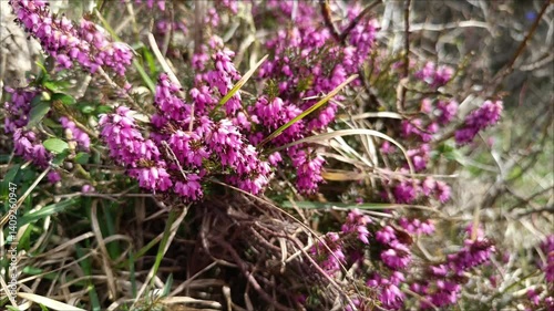 Beautiful blooming pink flowers Erica in a natural setting showcasing the vibrant colors of springtime vegetation
