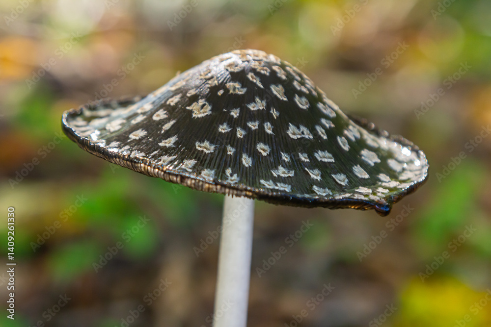 Fototapeta premium Coprinopsis Picacea also known as Magpie fungus poisonous mushroom in forest