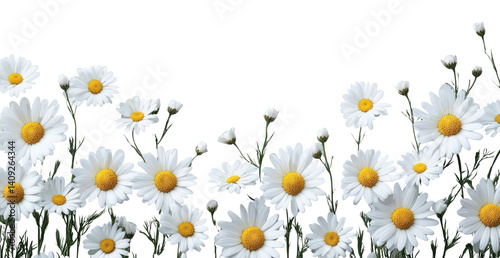 PNG White daisy flowers bush border daisies background white daisies.