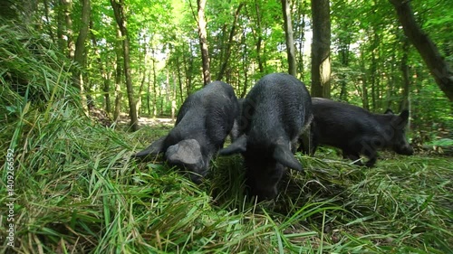 Several wild black pigs eat green grass in the forest
