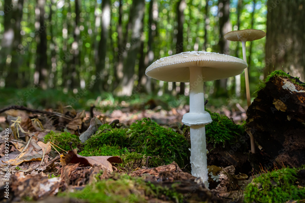 The Amanita pantherina, or the Panther Cap, a beautiful and iconic mushroom. A muted relative of the Amanita muscaria or fly agaric, its cap features a bold pattern The Amanita pantherina, or the Panther Cap, a beautiful and iconic mushroom. A muted relative of the Amanita muscaria or fly agaric, its cap features a bold pattern