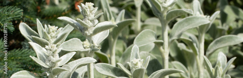 Stachys byzantina. A plant with thick, light green leaves covered with fine hairs.
