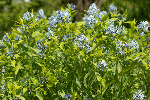 Amsonia tabernaemontana. A group of blooming small flowers on a long stem with small leaves.