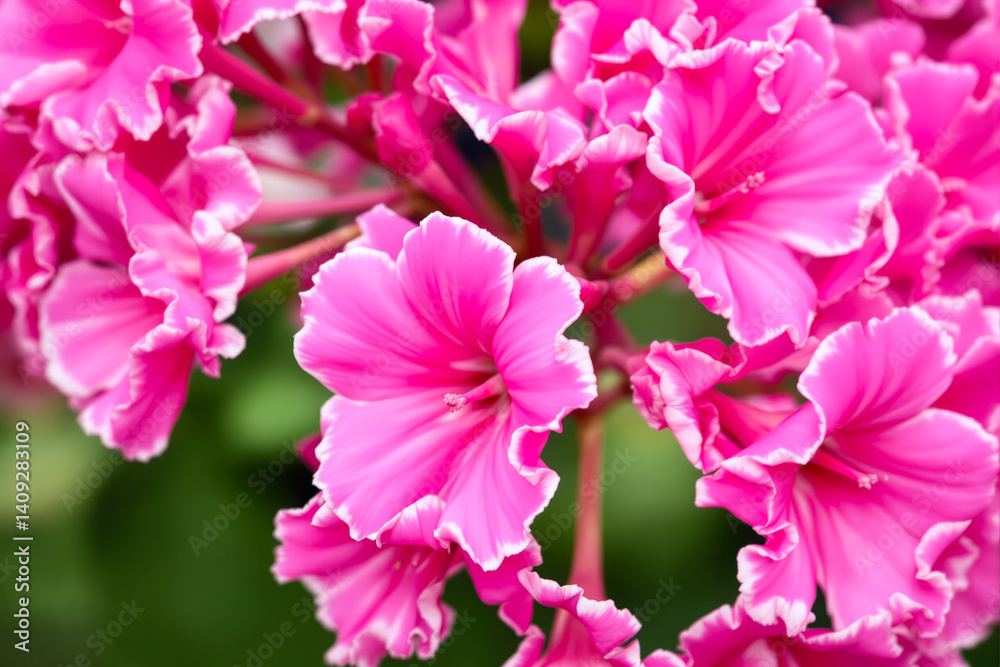 Fototapeta premium close-up view of vibrant hot pink ruffled flowers in full bloom