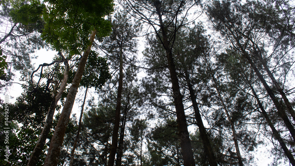 Fototapeta premium Tall Tree Shot from Below with Sky Background