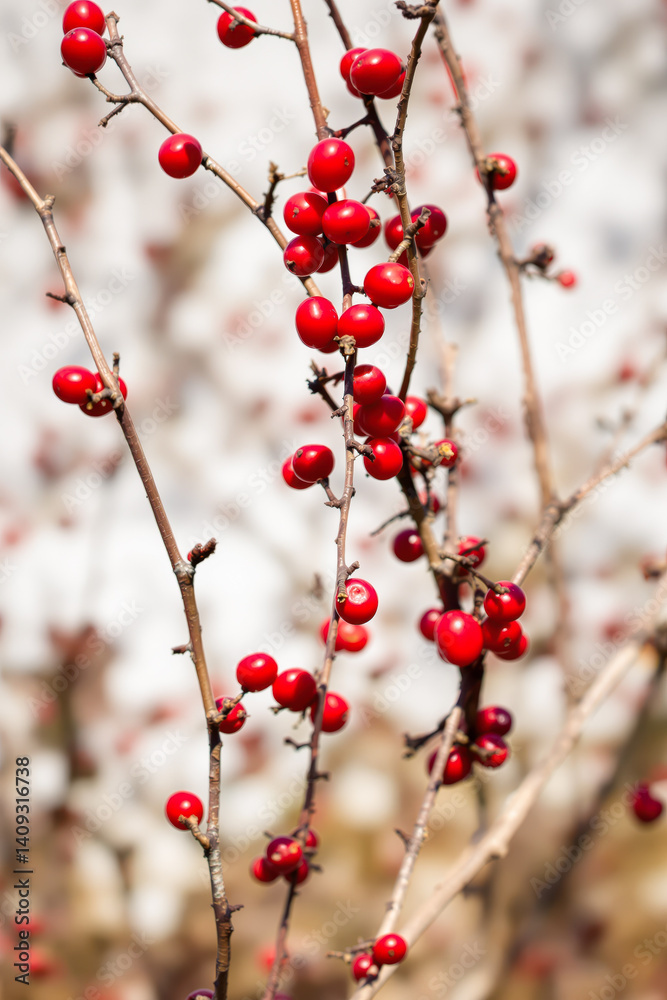 close-up of red berries on slender branches close-up of red berries on slender branches
