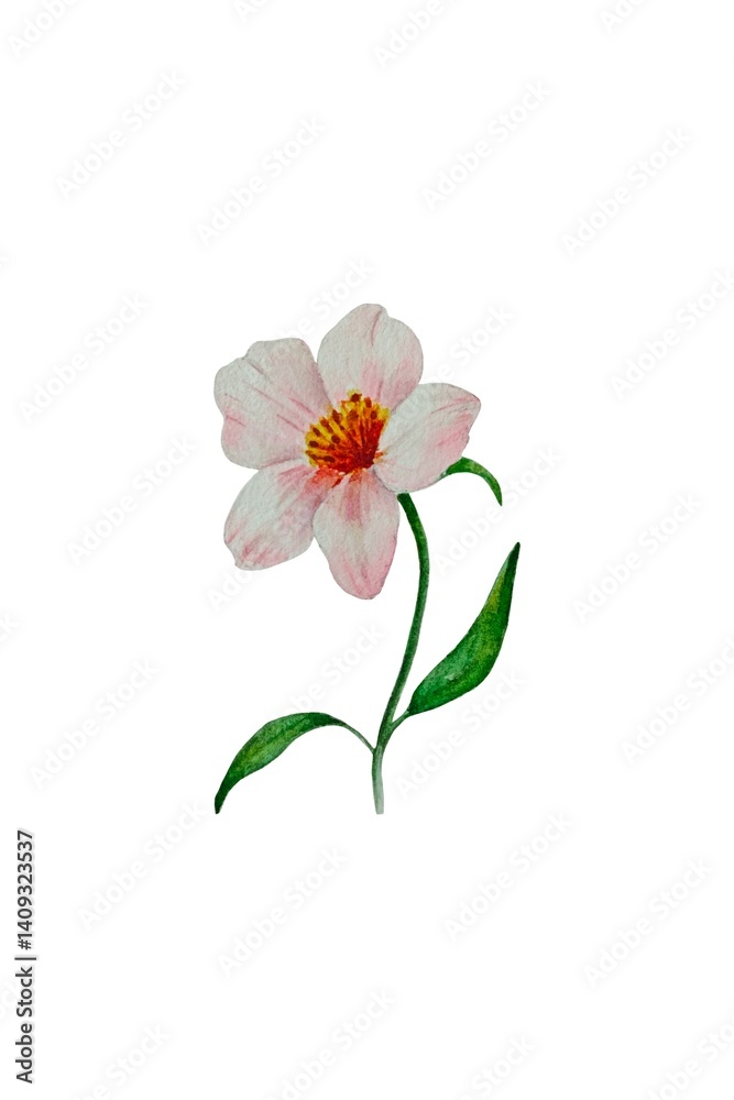 Obraz premium Delicate watercolor illustration of isolated pink flower with thin green stem and leaves on a white background. Great for spring design and decor, cards, prints, cover, painting.