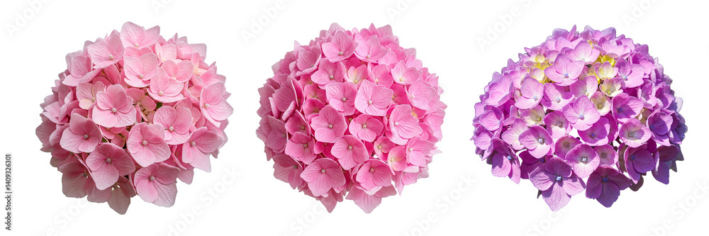 Set of hydrangea flower isolated on white Set of hydrangea flower isolated on white