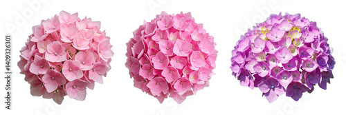 Wallpaper Mural Set of hydrangea flower isolated on white Torontodigital.ca