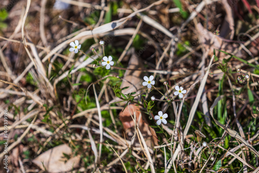 Androsace umbellata is a spring wildflower with white petals. Androsace umbellata is a spring wildflower with white petals.