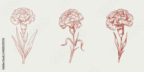 Three delicate hand-drawn illustrations of carnation flowers in a vintage sketch style