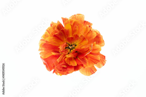close up of tulip head flower on white background