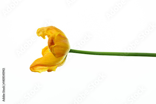 late yellow tulip flower on white