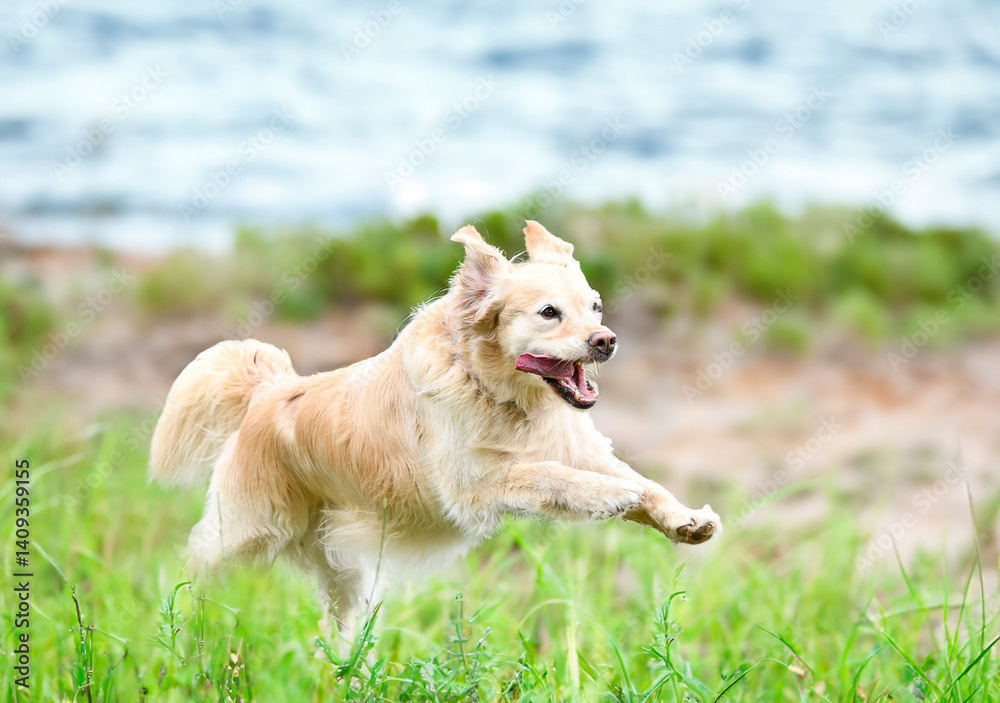 obedience training with a golden retriever