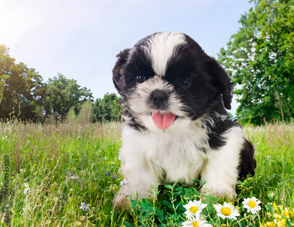 puppy shih tzu in nature