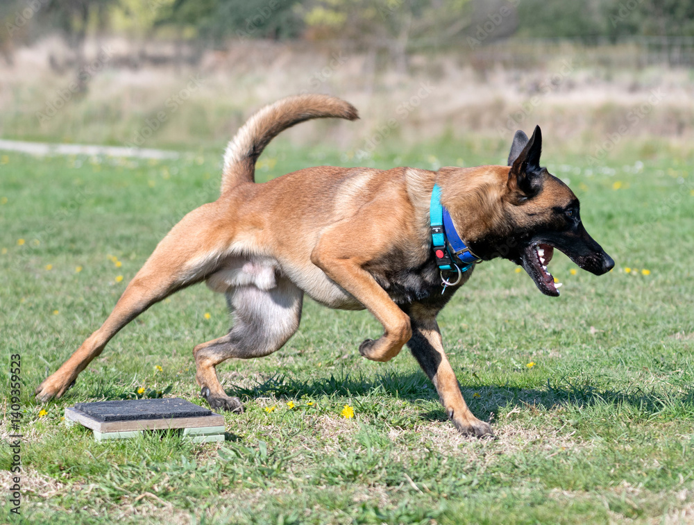 obedience training with a malinois