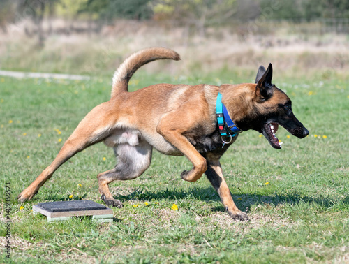 Obraz na płótnie obedience training with a malinois w salonie
