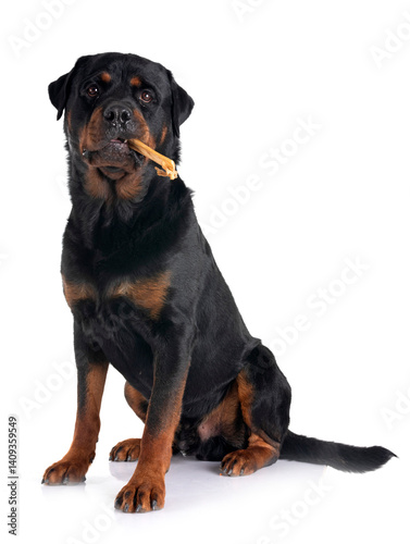 rottweiler in studio
