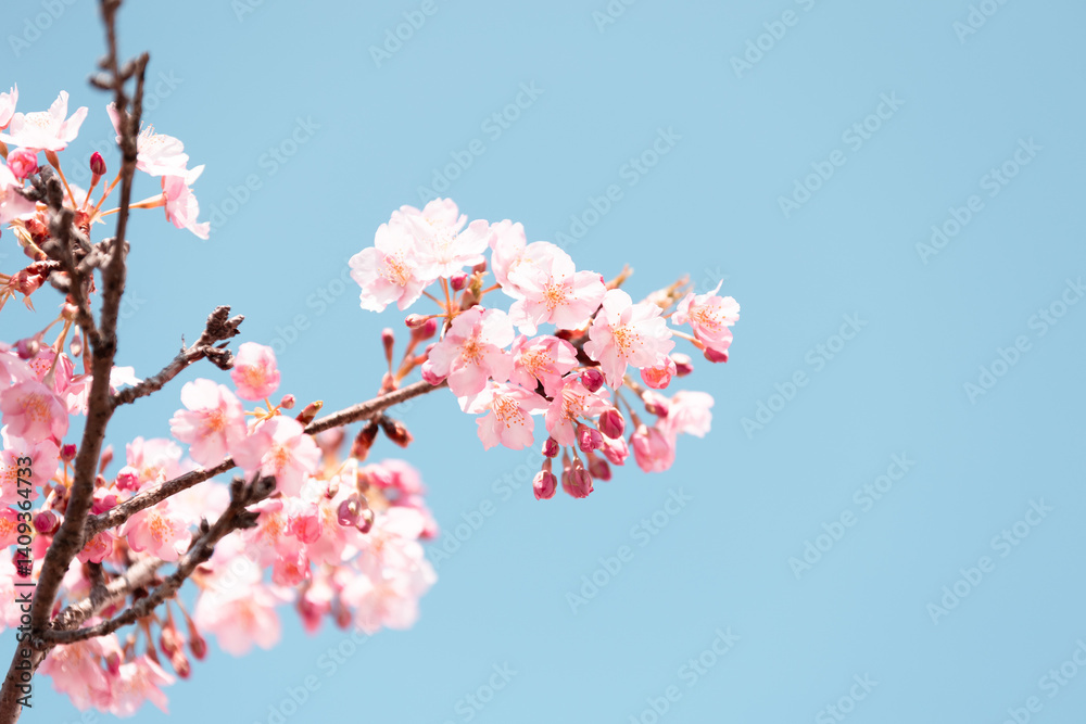 桜 桜