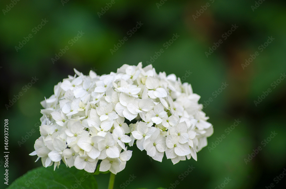 Blooming white hydrangea plants in full bloom Blooming white hydrangea plants in full bloom