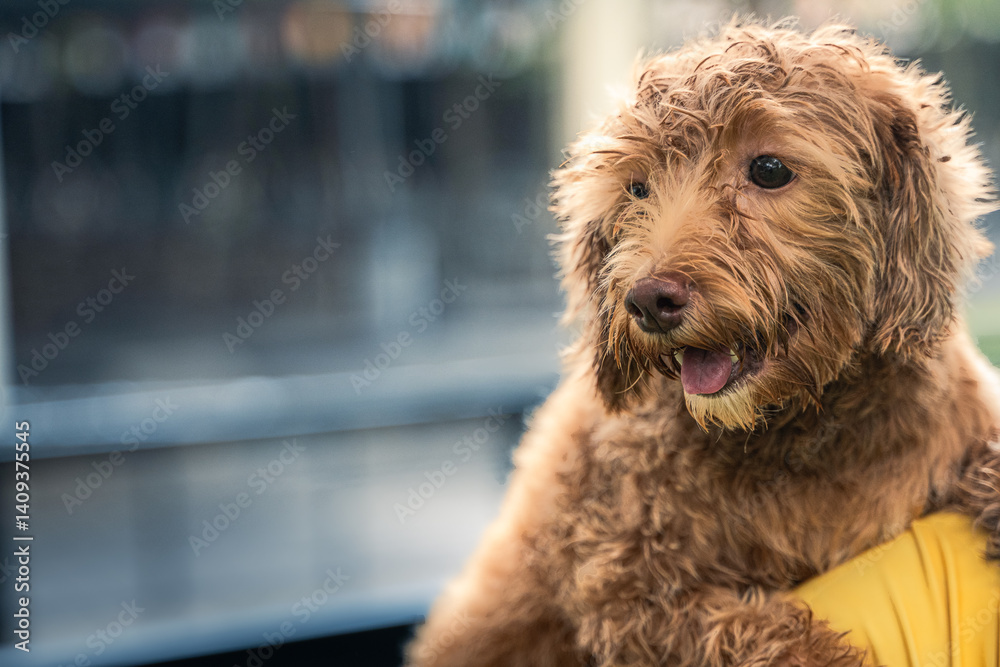A happy curly brown poodle mix dog with tongue out is held lovingly by an Asian person in a green shirt, with soft blurred park background and chain-link fence visible in the distance A happy curly brown poodle mix dog with tongue out is held lovingly by an Asian person in a green shirt, with soft blurred park background and chain-link fence visible in the distance