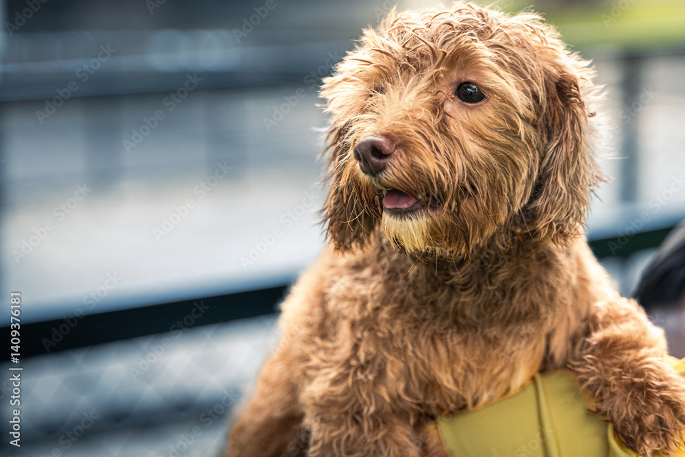 Fototapeta premium A happy curly brown poodle mix dog with tongue out is held lovingly by an Asian person in a green shirt, with soft blurred park background and chain-link fence visible in the distance