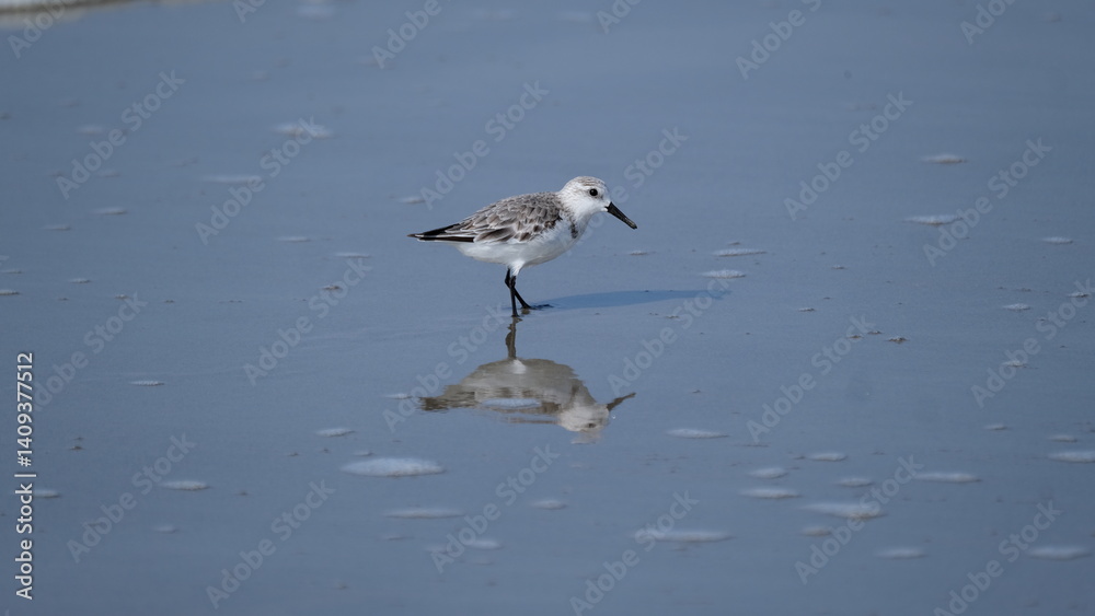 Fototapeta premium Sanderling