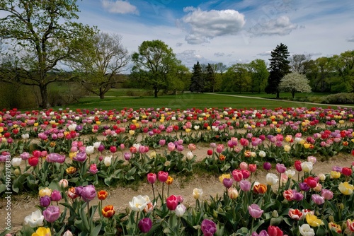 Vibrant tulip festival botanical garden floral photography springtime wide-angle nature's beauty in bloom