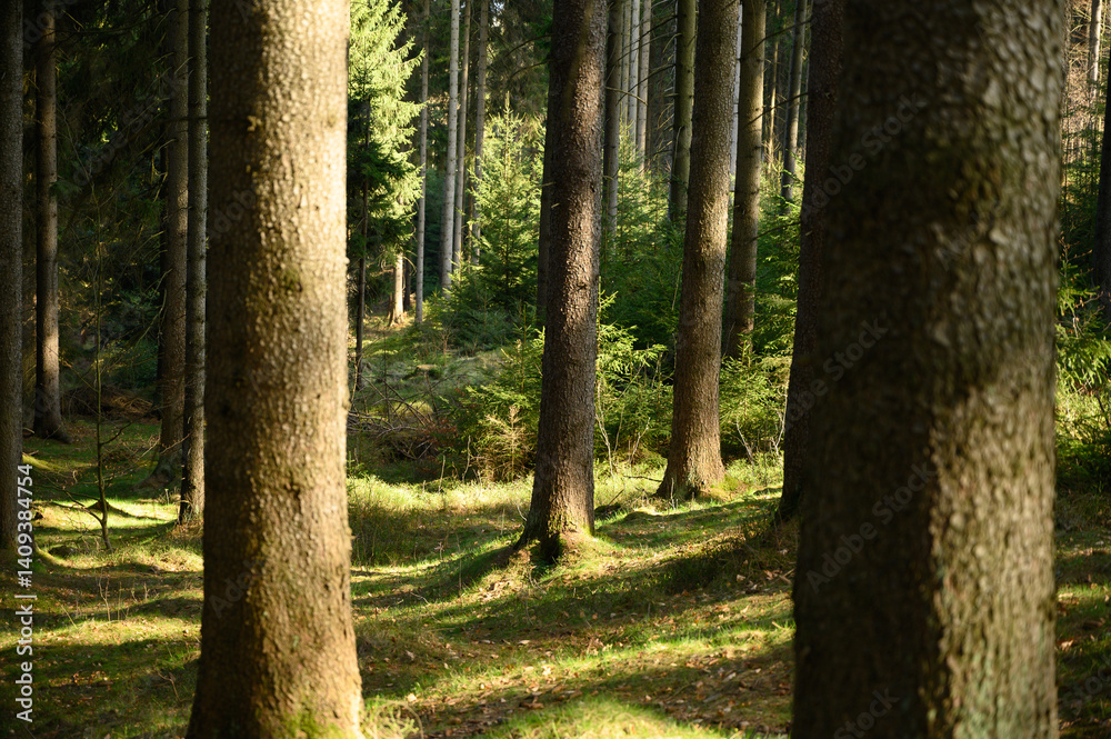 Obraz premium Tall spruce trees cast long shadows across sunlit moss and grass. A peaceful forest bathed in light, ideal for wellness themes, forest walks, and nature-centered visuals.