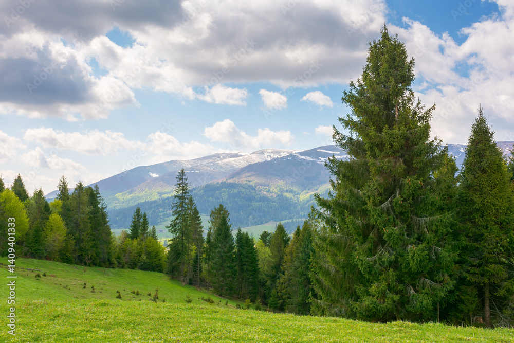 landscape with coniferous forest on a green alpine meadow in spring. travel background. carpathian mountains of ukraine with snow capped tops in the distance. warm weather with clouds on the blue sky