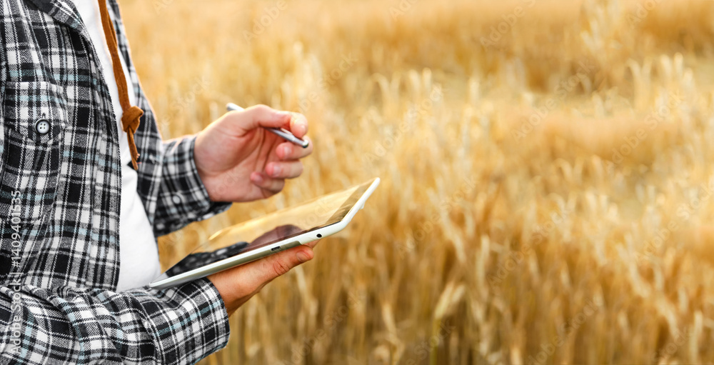 Modern farmer standing in a golden wheat field during summer, using a tablet to monitor crops. Concept of agribusiness, smart farming, and agricultural technology integration. Copy space