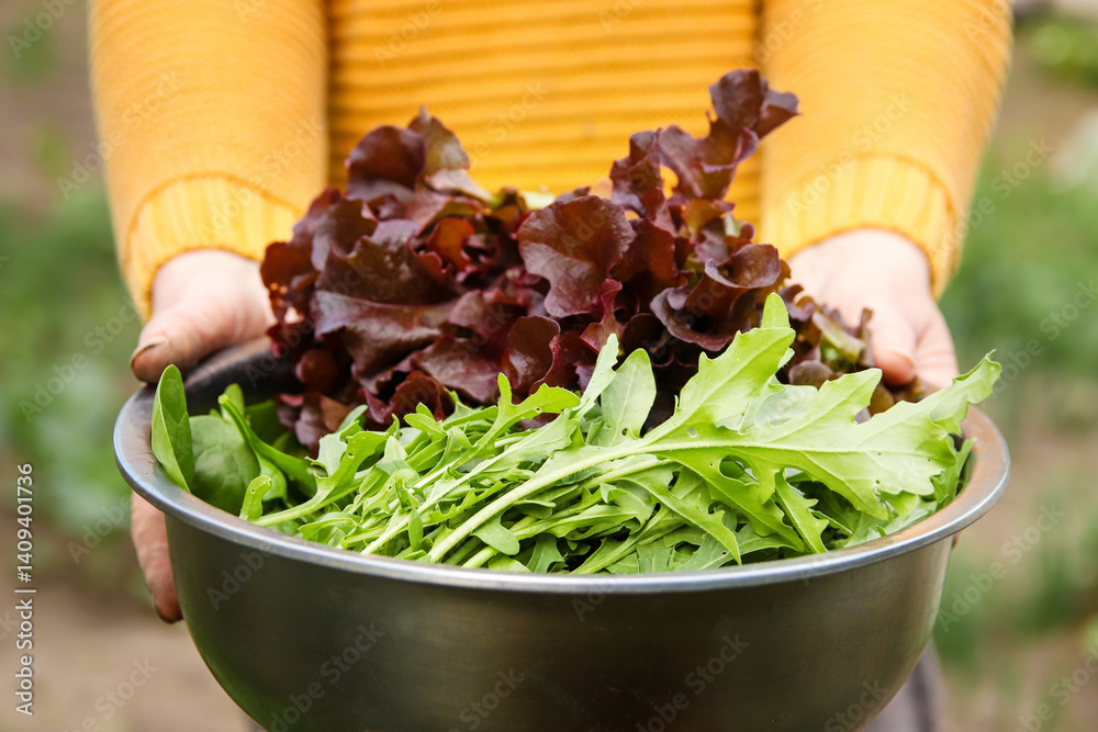 Freshly harvested arugula leaves in a bowl held by a woman hand, set against a lush green farm or garden background. The vibrant greenery