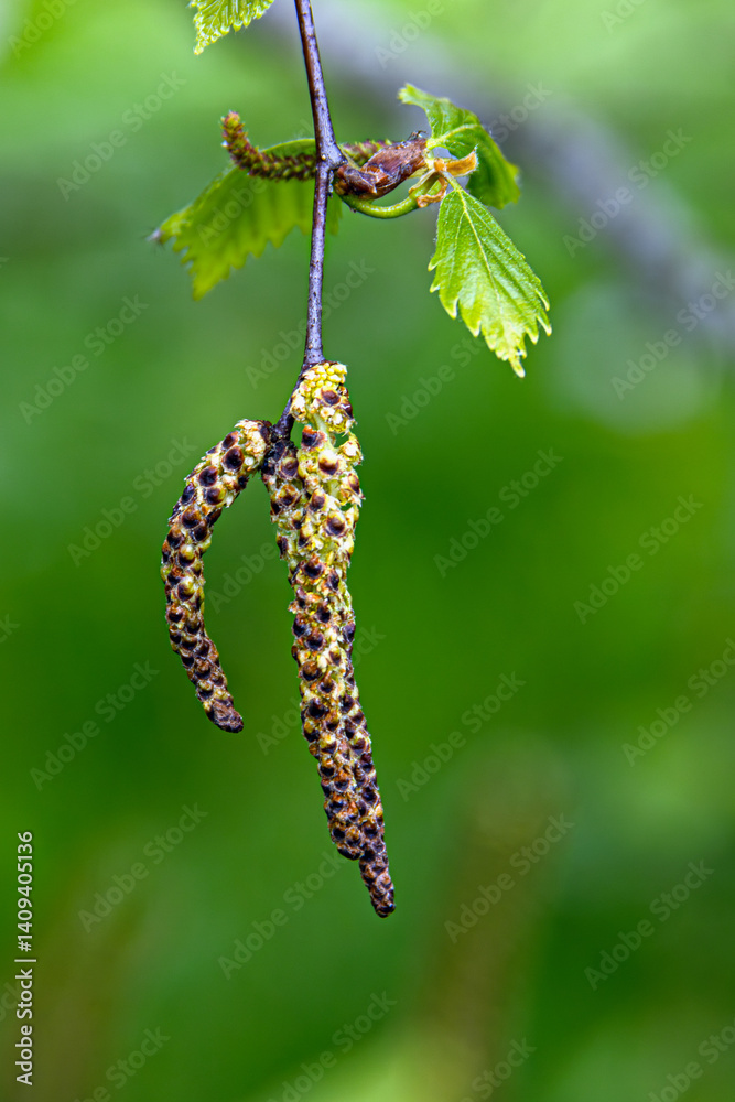 Birch buds with leaves on a blurred green background. Birch buds with leaves on a blurred green background.