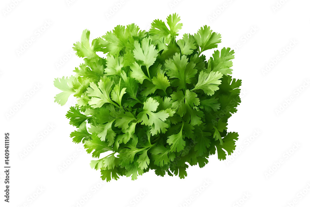 Obraz premium A vibrant bunch of cilantro with lush green leaves isolated on a white transparent background. Perfect for salads, various cooking methods, and healthy, nutritious dishes